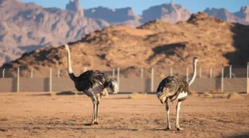طائر الجمل يعود إلى الحياة في محمية سعودية بعد انقراض دام قرابة 100 عام 1